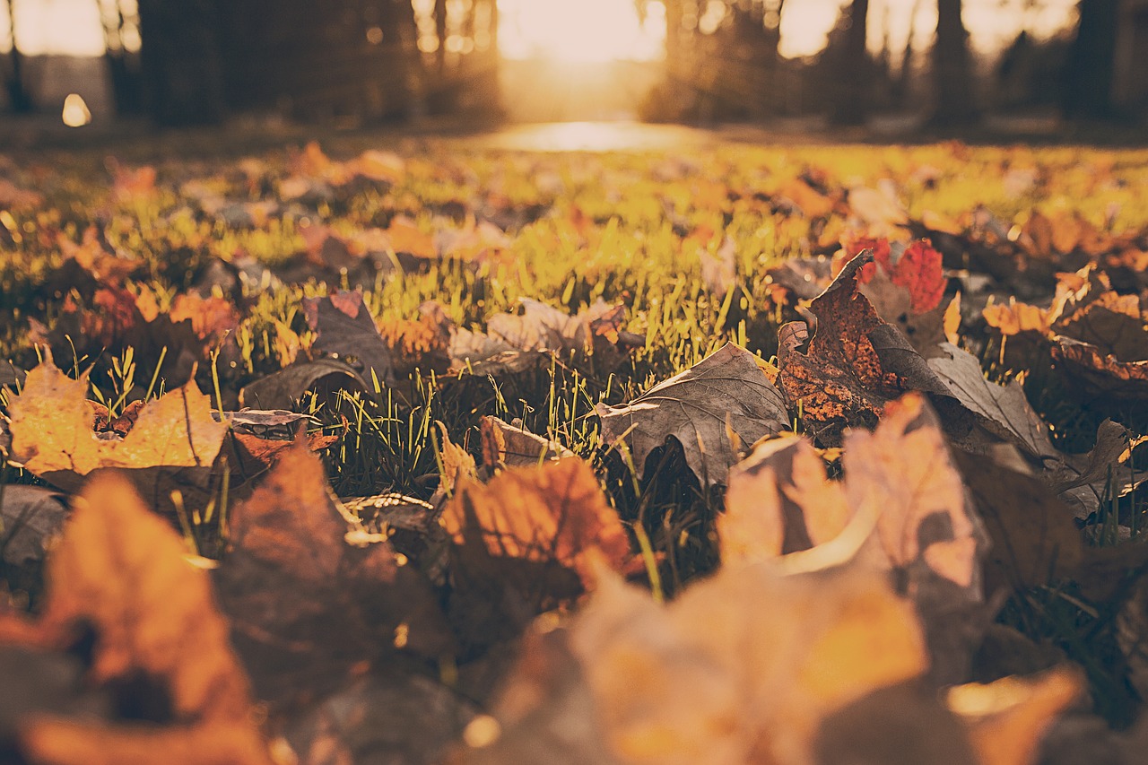 Rasen mit Herbstlaub