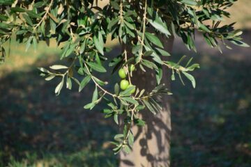 Olivenbaum Stamm mit Blättern und Olive